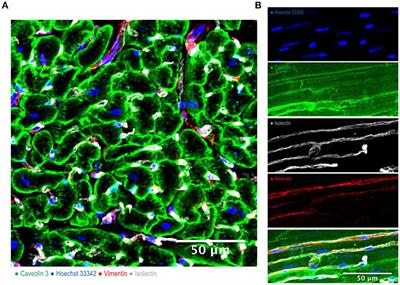 Heterocellularity and Cellular Cross-Talk in the Cardiovascular System